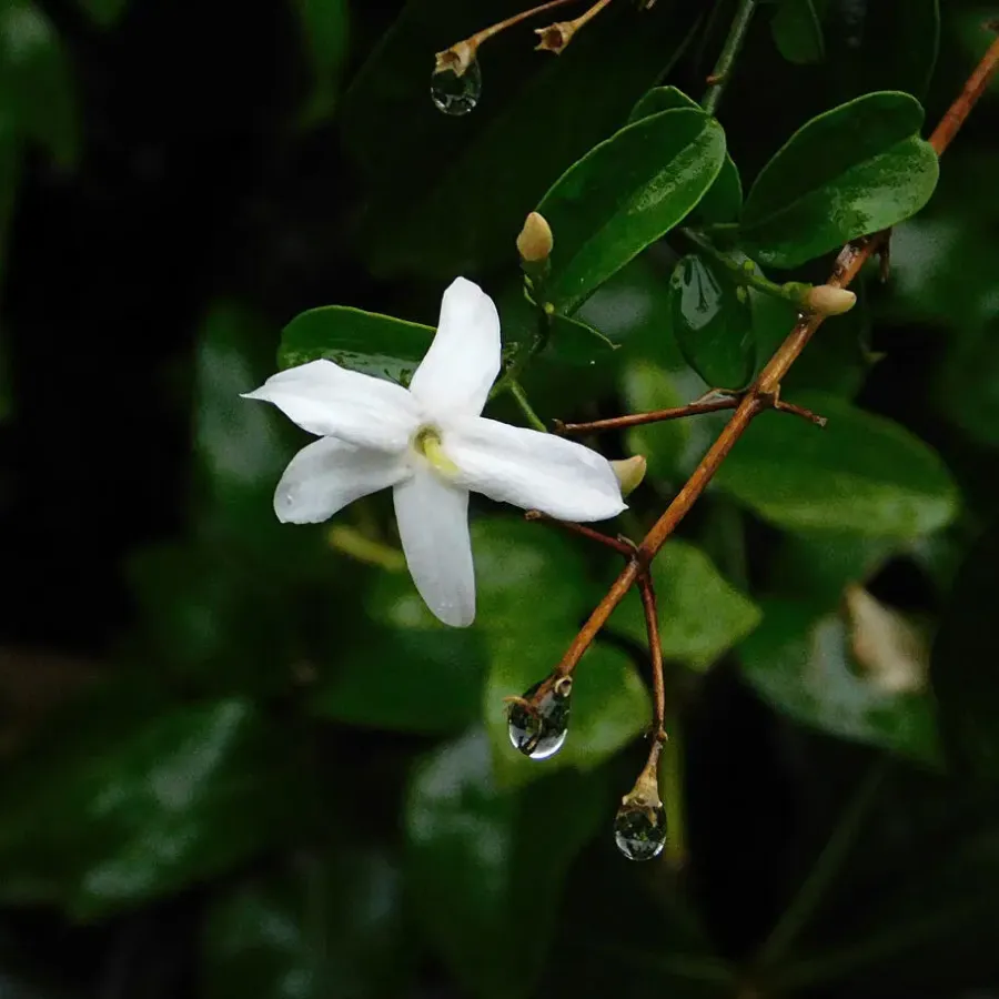 Plant in a Box Jasmijn - Set van 6 - Jasminum 'Officinale' - Hoogte 25-40cm - ⌀9cm