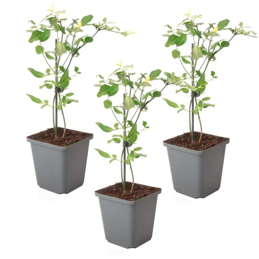 Planten|Tuinplanten-Plant in a Box Jasmijn - Set van 3 - Jasminum 'Summer Scent' - Hoogte 25-40cm - ⌀9cm