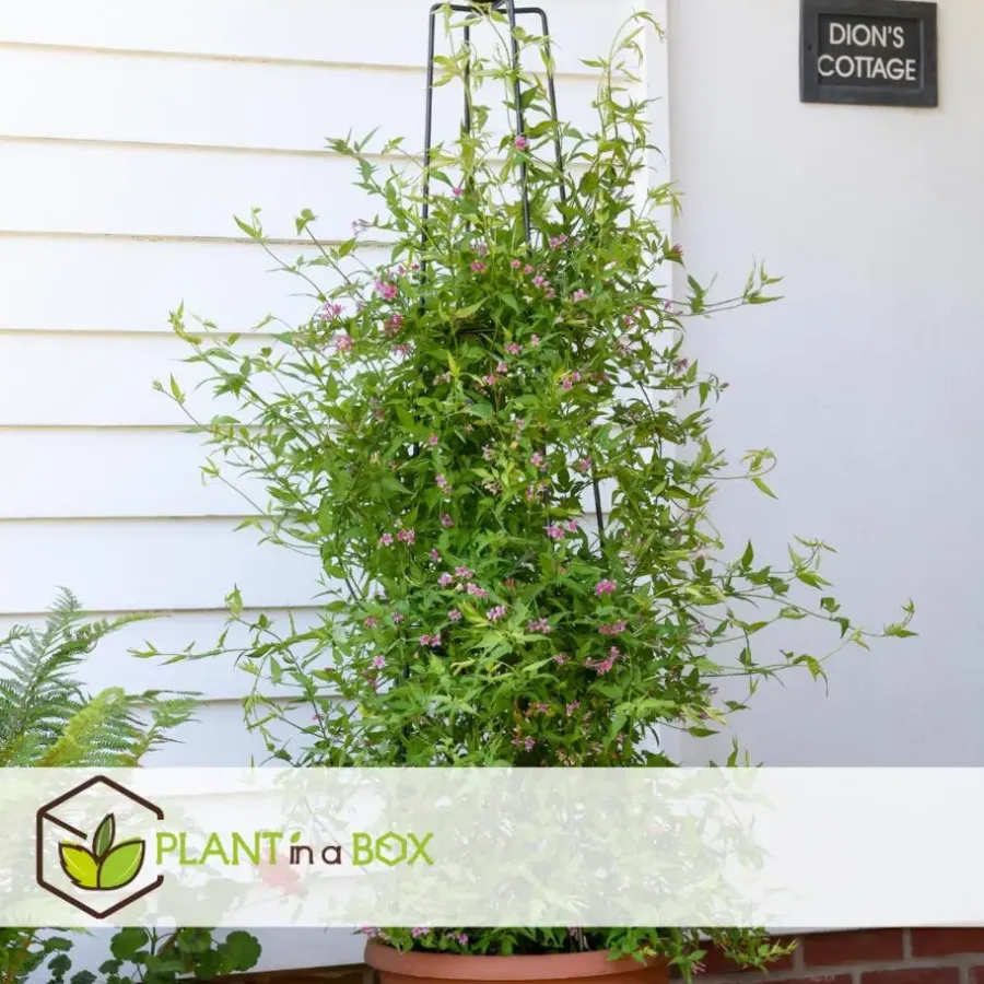 Planten|Tuinplanten-Plant in a Box Jasmijn - Set van 3 - Jasminum 'Summer Scent' - Hoogte 25-40cm - ⌀9cm