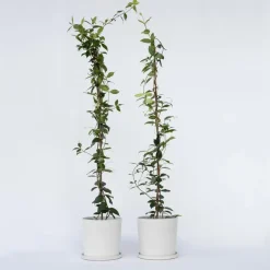 Planten|Tuinplanten-Plant in a Box Jasmijn - Set van 8 - Trachelospermum jasminoides - Hoogte 110-120cm - ⌀17cm