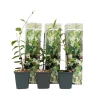 Plant in a Box Jasmijn - Set van 3 - Trachelospermum jasminoides - Hoogte 25-40cm - ⌀9cm