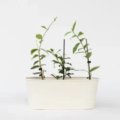 Plant in a Box Jasmijn - Set van 3 - Trachelospermum jasminoides - Hoogte 25-40cm - ⌀9cm