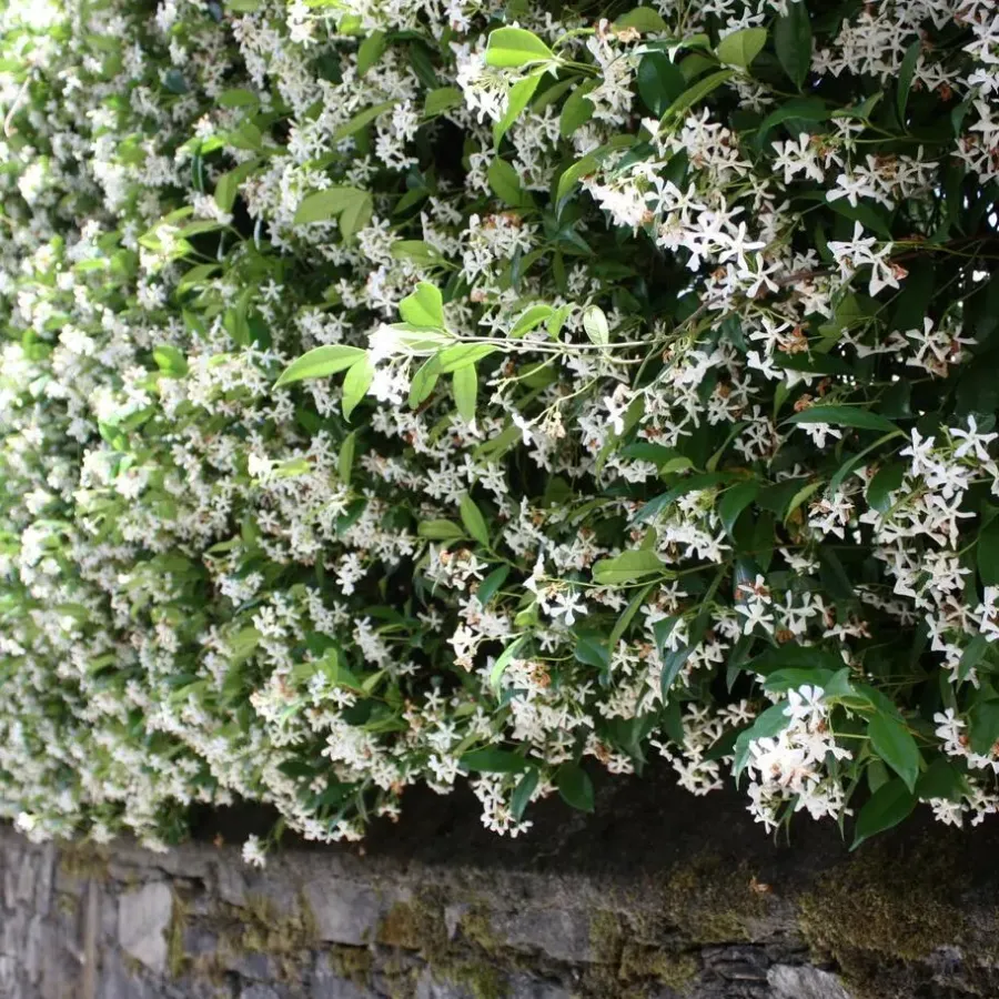 Plant in a Box Jasmijn - Set van 3 - Trachelospermum jasminoides - Hoogte 25-40cm - ⌀9cm
