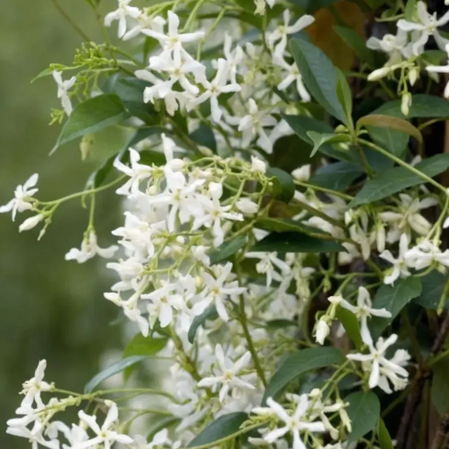 Plant in a Box Jasmijn - Set van 3 - Trachelospermum jasminoides - Hoogte 25-40cm - ⌀9cm