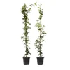 Planten|Tuinplanten-Plant in a Box Jasmijn - Set van 2 - Trachelospermum jasminoides - Hoogte 110-120cm - ⌀17cm