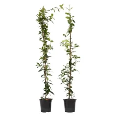Planten|Tuinplanten-Plant in a Box Jasmijn - Set van 2 - Trachelospermum jasminoides - Hoogte 110-120cm - ⌀17cm