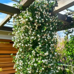 Planten|Tuinplanten-Plant in a Box Jasmijn - Set van 2 - Trachelospermum jasminoides - Hoogte 110-120cm - ⌀17cm