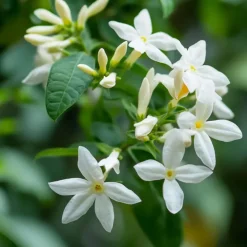 Planten|Tuinplanten-Plant in a Box Jasmijn - Set van 2 - Trachelospermum jasminoides - Hoogte 110-120cm - ⌀17cm