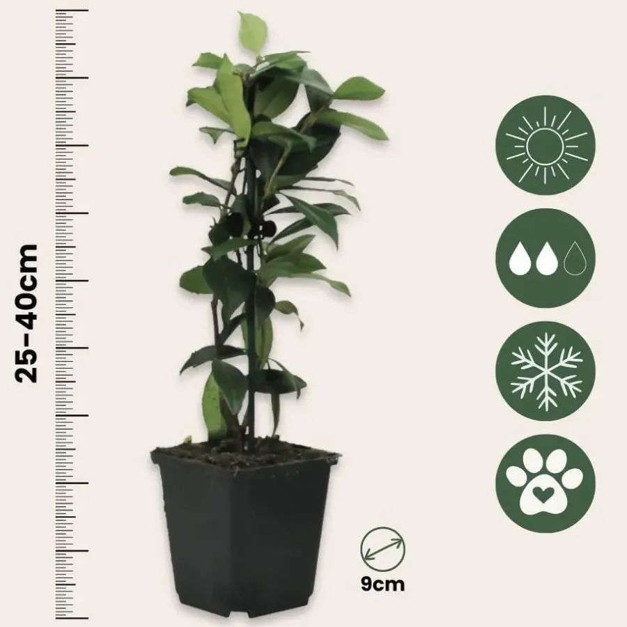Plant in a Box Jasmijn - Set van 3 - Trachelospermum jasminoides - Hoogte 25-40cm - ⌀9cm