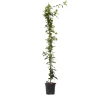 Plant in a Box Jasmijn - Trachelospermum jasminoides - Hoogte 110-120cm - ⌀17cm