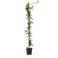 Plant in a Box Jasmijn - Trachelospermum jasminoides - Hoogte 110-120cm - ⌀17cm