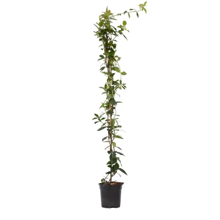 Plant in a Box Jasmijn - Trachelospermum jasminoides - Hoogte 110-120cm - ⌀17cm