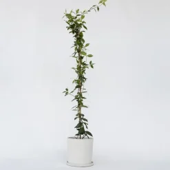 Plant in a Box Jasmijn - Trachelospermum jasminoides - Hoogte 110-120cm - ⌀17cm
