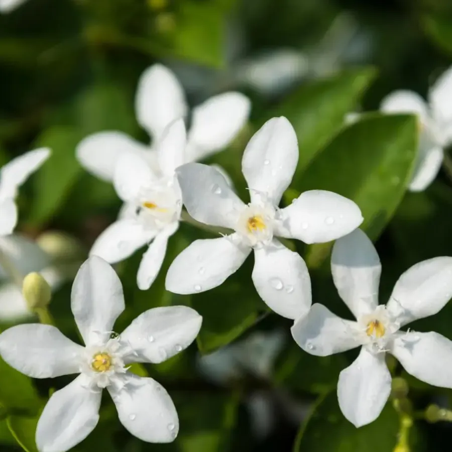 Plant in a Box Jasmijn - Trachelospermum jasminoides - Hoogte 110-120cm - ⌀17cm