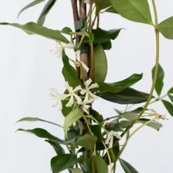 Plant in a Box Jasmijn - Trachelospermum jasminoides - Hoogte 110-120cm - ⌀17cm