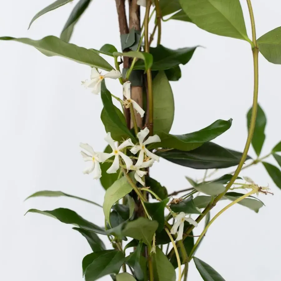 Plant in a Box Jasmijn - Trachelospermum jasminoides - Hoogte 110-120cm - ⌀17cm