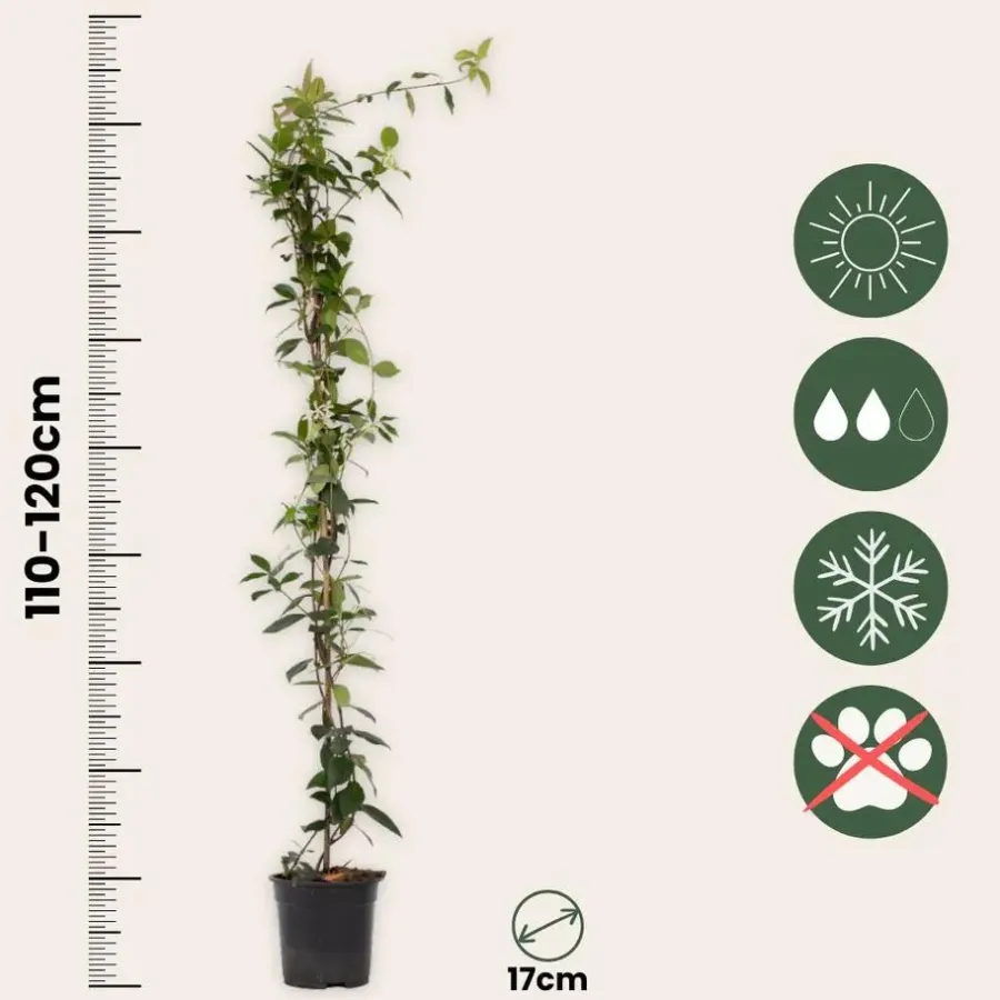Plant in a Box Jasmijn - Trachelospermum jasminoides - Hoogte 110-120cm - ⌀17cm
