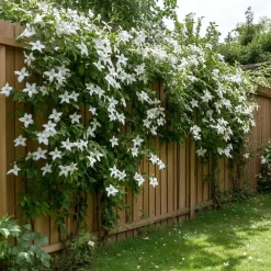 Plant in a Box Jasmijn - Trachelospermum jasminoides - Hoogte 110-120cm - ⌀17cm