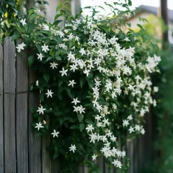 Plant in a Box Jasmijn - Trachelospermum jasminoides - Hoogte 110-120cm - ⌀17cm