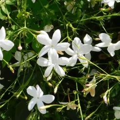 Plant in a Box Jasmijn - Trachelospermum jasminoides - Hoogte 110-120cm - ⌀17cm