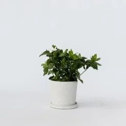 Plant in a Box Kaapse jasmijn - Gardenia jasminoides - Hoogte 20-30cm - ⌀13cm