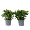 Kamerplanten-Plant in a Box Kaapse jasmijn - Set van 2 - Gardenia jasminoides - Hoogte 20-30cm - ⌀13cm