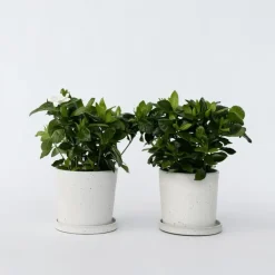 Kamerplanten-Plant in a Box Kaapse jasmijn - Set van 2 - Gardenia jasminoides - Hoogte 20-30cm - ⌀13cm