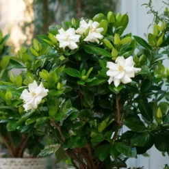 Kamerplanten-Plant in a Box Kaapse jasmijn - Set van 2 - Gardenia jasminoides - Hoogte 20-30cm - ⌀13cm
