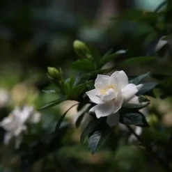 Kamerplanten-Plant in a Box Kaapse jasmijn - Set van 2 - Gardenia jasminoides - Hoogte 20-30cm - ⌀13cm