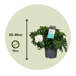 Kamerplanten-Plant in a Box Kaapse jasmijn - Set van 2 - Gardenia jasminoides - Hoogte 20-30cm - ⌀13cm