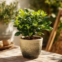 Kamerplanten-Plant in a Box Kaapse jasmijn - Set van 2 - Gardenia jasminoides - Hoogte 20-30cm - ⌀13cm