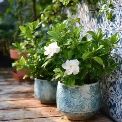 Kamerplanten-Plant in a Box Kaapse jasmijn - Set van 2 - Gardenia jasminoides - Hoogte 20-30cm - ⌀13cm