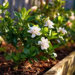 Kamerplanten-Plant in a Box Kaapse jasmijn - Set van 2 - Gardenia jasminoides - Hoogte 20-30cm - ⌀13cm