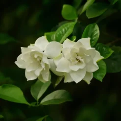 Kamerplanten-Plant in a Box Kaapse jasmijn - Set van 2 - Gardenia jasminoides - Hoogte 20-30cm - ⌀13cm