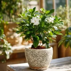 Kamerplanten-Plant in a Box Kaapse jasmijn - Set van 2 - Gardenia jasminoides - Hoogte 20-30cm - ⌀13cm