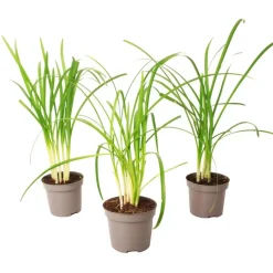 Plant in a Box Kaapse knoflook - Set van 3 - Tulbaghia violacea - Hoogte 15-25cm - ⌀9cm