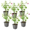 Tuinplanten-Plant in a Box Kaapse malva - Set van 6 - Anisodontea 'El Rayo' - Hoogte 25-40cm - ⌀9cm