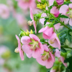 Tuinplanten-Plant in a Box Kaapse malva - Set van 6 - Anisodontea 'El Rayo' - Hoogte 25-40cm - ⌀9cm