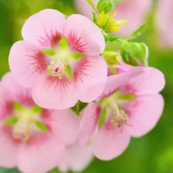 Tuinplanten-Plant in a Box Kaapse malva - Set van 6 - Anisodontea 'El Rayo' - Hoogte 25-40cm - ⌀9cm