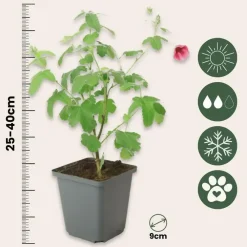 Tuinplanten-Plant in a Box Kaapse malva - Set van 6 - Anisodontea 'El Rayo' - Hoogte 25-40cm - ⌀9cm