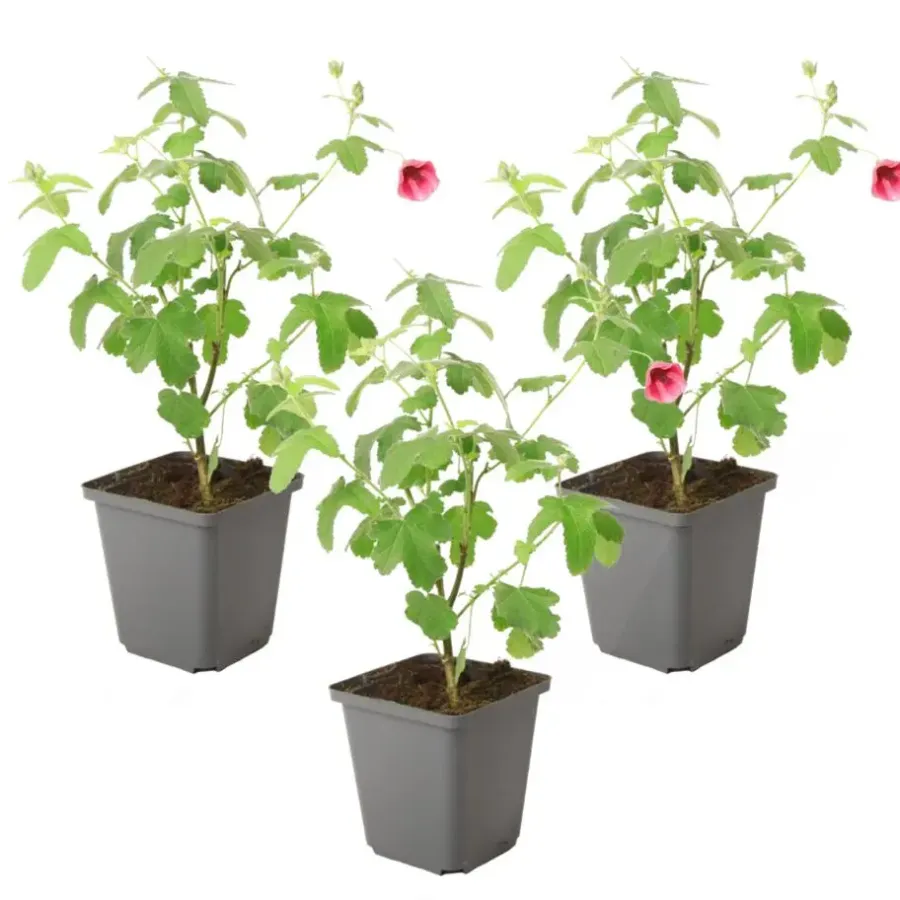 Planten|Tuinplanten-Plant in a Box Kaapse malva - Set van 3 - Anisodontea capensis El Rayo - Hoogte 25-40cm - ⌀9cm