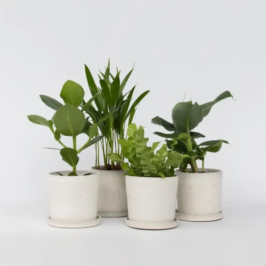 Kamerplanten-Plant in a Box Kamerplanten - Set van 4 - Areca Asplenium Clusia Musa - Hoogte 25-40cm - ⌀12cm