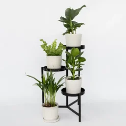 Kamerplanten-Plant in a Box Kamerplanten - Set van 4 - Areca Asplenium Clusia Musa - Hoogte 25-40cm - ⌀12cm