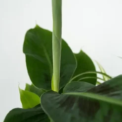 Kamerplanten-Plant in a Box Kamerplanten - Set van 4 - Areca Asplenium Clusia Musa - Hoogte 25-40cm - ⌀12cm