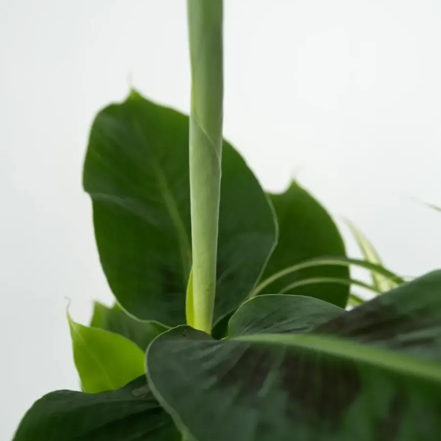 Kamerplanten-Plant in a Box Kamerplanten - Set van 4 - Areca Asplenium Clusia Musa - Hoogte 25-40cm - ⌀12cm
