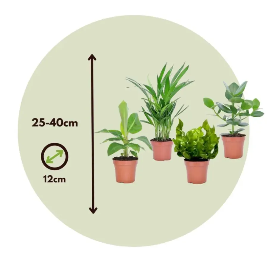 Kamerplanten-Plant in a Box Kamerplanten - Set van 4 - Areca Asplenium Clusia Musa - Hoogte 25-40cm - ⌀12cm