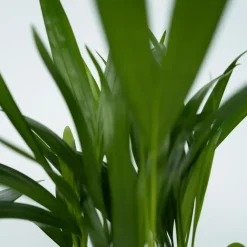 Kamerplanten-Plant in a Box Kamerplanten - Set van 4 - Areca Asplenium Clusia Musa - Hoogte 25-40cm - ⌀12cm