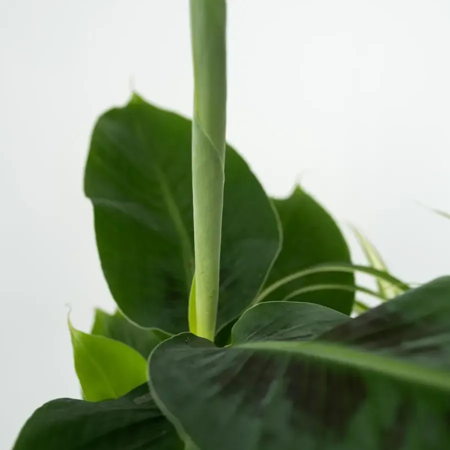Kamerplanten-Plant in a Box Kamerplanten - Set van 4 - Areca Asplenium Clusia Musa - Hoogte 25-40cm - ⌀12cm
