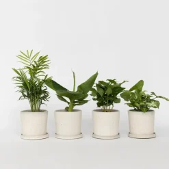 Plant in a Box Kamerplantenset - Set van 4 - Hoogte 25-40cm - ⌀12cm