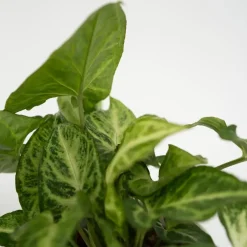 Plant in a Box Kamerplantenset - Set van 4 - Hoogte 25-40cm - ⌀12cm